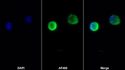 Invitrogen CXCL12 Monoclonal Antibody (C3), Invitrogen 100 &mu;L; Unconjugated:Antibodies,