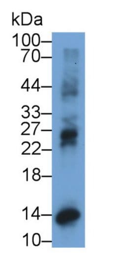 CXCL10 (IP-10) Monoclonal Antibody (C3), Invitrogen:Antibodies:Primary