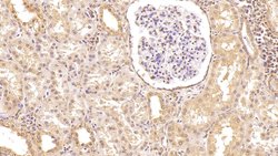 Invitrogen Factor D Monoclonal Antibody (C1), Invitrogen 100 &mu;L; Unconjugated:Antibodies,