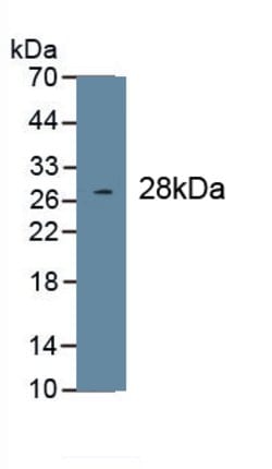 Invitrogen COL1A1 Monoclonal Antibody (C3), Invitrogen 20 &mu;L; Unconjugated:Antibodies,