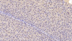 Invitrogen Chemerin Monoclonal Antibody (E10), Invitrogen 20 &mu;L; Unconjugated:Antibodies,