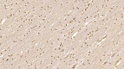 Invitrogen CDNF Monoclonal Antibody (D2), Invitrogen 20 &mu;L; Unconjugated:Antibodies,