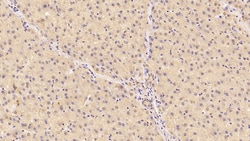 Invitrogen CDNF Monoclonal Antibody (D2), Invitrogen 20 &mu;L; Unconjugated:Antibodies,