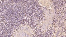 CD63 Monoclonal Antibody (C10), Invitrogen:Antibodies:Primary Antibodies