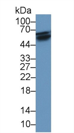 Invitrogen RANK (CD265) Monoclonal Antibody (D13), Invitrogen 100 &mu;L;
