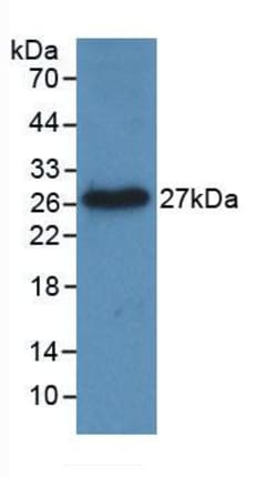 Invitrogen LIGHT Monoclonal Antibody (C1), Invitrogen 100 &mu;L; Unconjugated:Antibodies,