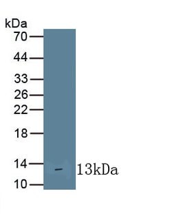 Invitrogen IL10RA Monoclonal Antibody (C9), Invitrogen 100 &mu;L; Unconjugated:Antibodies,