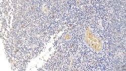 CD138 (Syndecan-1) Monoclonal Antibody (C3), Invitrogen:Antibodies:Primary