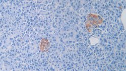 Cathelicidin Monoclonal Antibody (C2), Invitrogen™