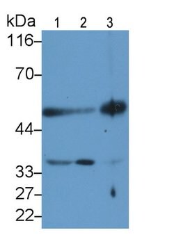 Caspase 9 Monoclonal Antibody (C7), Invitrogen:Antibodies:Primary Antibodies