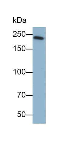 Invitrogen MYH7 Monoclonal Antibody (C1), Invitrogen 100 &mu;L; Unconjugated:Antibodies,