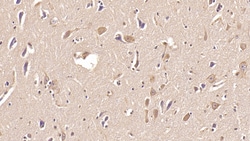 Invitrogen ASPH Monoclonal Antibody (C13), Invitrogen 20 &mu;L; Unconjugated:Antibodies,