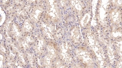 Invitrogen ASPH Monoclonal Antibody (C13), Invitrogen 20 &mu;L; Unconjugated:Antibodies,