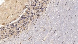 Invitrogen VDAC Monoclonal Antibody (C1), Invitrogen 20 &mu;L; Unconjugated:Antibodies,