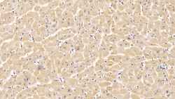 Invitrogen VDAC Monoclonal Antibody (C1), Invitrogen 20 μL; Unconjugated:Antibodies,