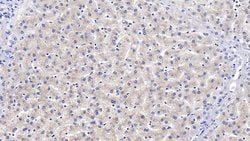 Invitrogen VDAC Monoclonal Antibody (C1), Invitrogen 20 &mu;L; Unconjugated:Antibodies,