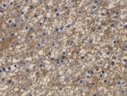 Invitrogen Aquaporin 4 Monoclonal Antibody (C9), Invitrogen 100 μL;
