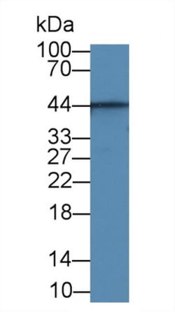 Invitrogen Aquaporin 4 Monoclonal Antibody (C9), Invitrogen 100 μL;