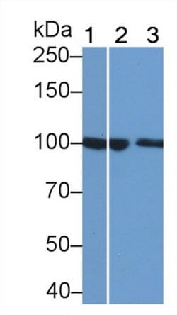 Invitrogen Plasminogen Monoclonal Antibody (H16), Invitrogen 100 &mu;L;
