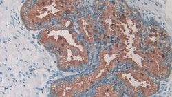 Amylin Monoclonal Antibody (C2), Invitrogen:Antibodies:Primary Antibodies