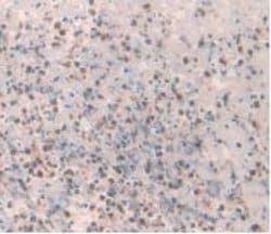 Amylin Monoclonal Antibody (C2), Invitrogen:Antibodies:Primary Antibodies