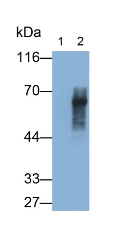 Invitrogen Amylin Monoclonal Antibody (C2), Invitrogen 100 &mu;L; Unconjugated:Antibodies,