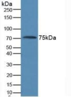 AMH Monoclonal Antibody (H9), Invitrogen:Antibodies:Primary Antibodies