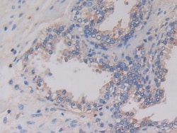 Invitrogen AMH Monoclonal Antibody (C6), Invitrogen 100 &mu;L; Unconjugated:Antibodies,