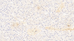 Invitrogen ALPL Monoclonal Antibody (D1), Invitrogen 20 &mu;L; Unconjugated:Antibodies,