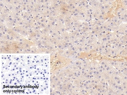 Invitrogen ALPL Monoclonal Antibody (D1), Invitrogen 20 &mu;L; Unconjugated:Antibodies,