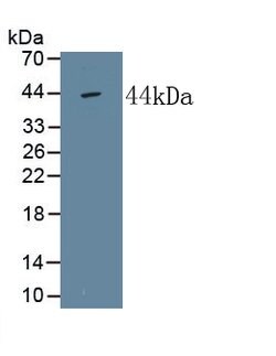 ALPL Monoclonal Antibody (D1), Invitrogen:Antibodies:Primary Antibodies