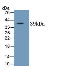 Invitrogen ALPL Monoclonal Antibody (D1), Invitrogen 20 &mu;L; Unconjugated:Antibodies,