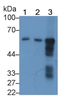 alpha Amylase 1 Monoclonal Antibody (c1), Invitrogen:Antibodies:Primary