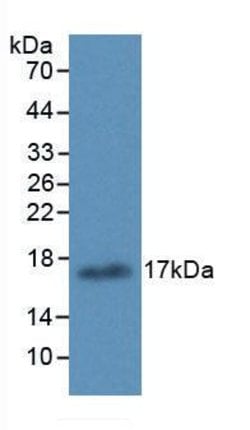 Invitrogen ALOX15 Monoclonal Antibody (6#), Invitrogen 100 &mu;L; Unconjugated:Antibodies,
