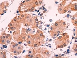 Invitrogen Adrenomedullin Monoclonal Antibody (C1), Invitrogen:Antibodies:Primary