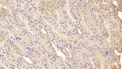 Invitrogen ADAMTS9 Monoclonal Antibody (D2), Invitrogen 20 &mu;L; Unconjugated:Antibodies,
