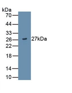 Invitrogen ADAMTS9 Monoclonal Antibody (D2), Invitrogen 20 &mu;L; Unconjugated:Antibodies,