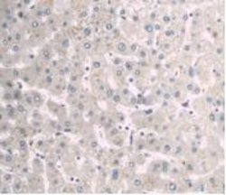 Invitrogen A1BG Monoclonal Antibody (C1), Invitrogen:Anticorps:Anticorps