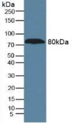 Invitrogen A1BG Monoclonal Antibody (C1), Invitrogen:Anticorps:Anticorps