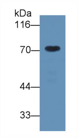 Invitrogen A1BG Monoclonal Antibody (C1), Invitrogen 100 &mu;L | Buy Online | Invitrogen&trade; | Fisher Scientific