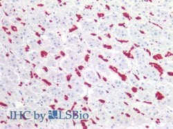 Invitrogen CD235a Monoclonal Antibody (HIR2) 100 &mu;g; Unconjugated:Antibodies,