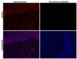Invitrogen CD79a Monoclonal Antibody (HM57) 100 &mu;g | Buy Online | Invitrogen&trade; | Fisher Scientific