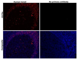Invitrogen&trade;&nbsp;CD79a Monoclonal Antibody (HM57)