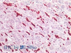 Invitrogen CD235a Monoclonal Antibody (JC159) 100 &mu;g; Unconjugated:Antibodies,