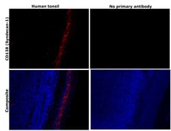 Invitrogen CD138 Monoclonal Antibody (MI15) 100 &mu;g; Unconjugated:Antibodies,