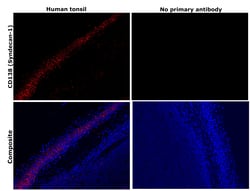 Invitrogen CD138 Monoclonal Antibody (MI15) 100 &mu;g; Unconjugated:Antibodies,