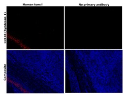 Invitrogen CD138 Monoclonal Antibody (MI15) 100 &mu;g; Unconjugated:Antibodies,