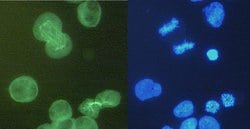 Invitrogen alpha Tubulin Monoclonal Antibody (YOL1/34) 100 &mu;g; Unconjugated:Antibodies,