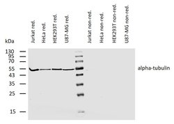 Invitrogen alpha Tubulin Monoclonal Antibody (YOL1/34) 100 &mu;g; Unconjugated:Antibodies,