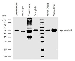Invitrogen alpha Tubulin Monoclonal Antibody (YOL1/34) 100 &mu;g; Unconjugated:Antibodies,